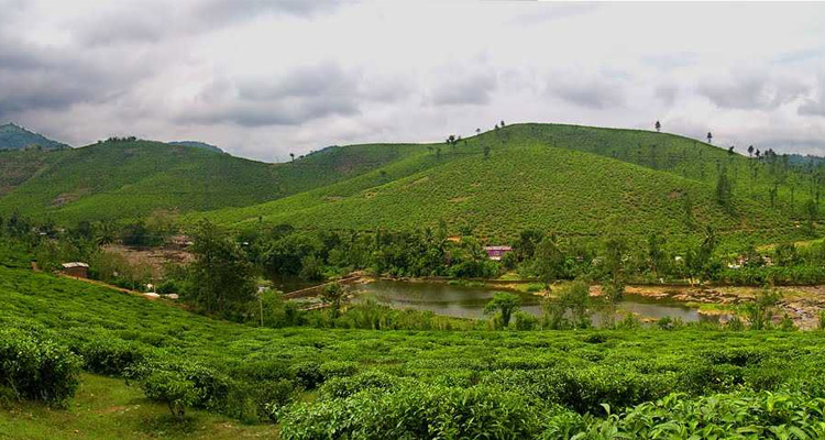 Murikkady